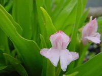 Attractive pale pink orchid like flowers